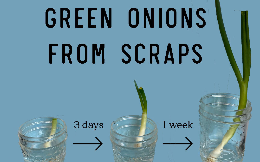 Grow Fresh Produce in Your Kitchen Using Food Scraps!