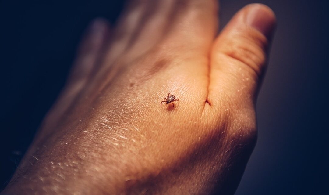 Why Summer-Time Pests Can be Dangerous for Your Health and How to Avoid Them
